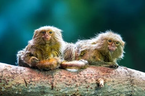 Pygmy Marmosets Stock Photos
