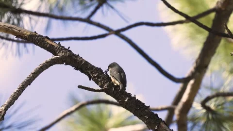 Pygmy Nuthatch in pine tree Stock Footage 341156801