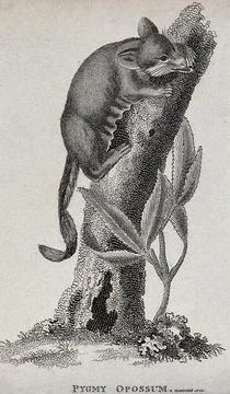 A pygmy opossum climbing up a tree. Etching. Stock Illustration