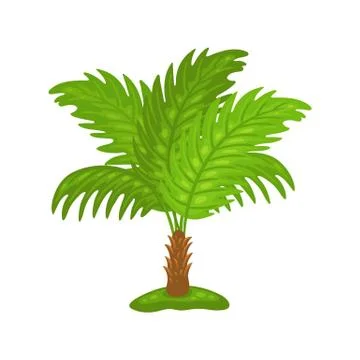 Pygmy or sago palm tree - tropical plant with green leaves and short trunk Stock Illustration