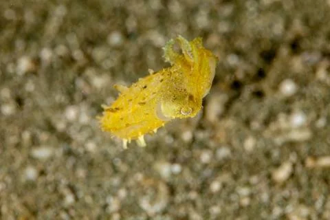 Pygmy or Stumpy spined cuttlefish, Sepia bandensis Stock Photos