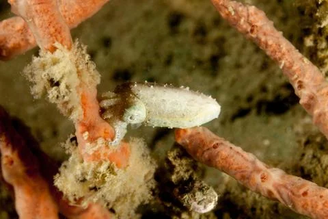 Pygmy or Stumpy spined cuttlefish, Sepia bandensis Foto stock