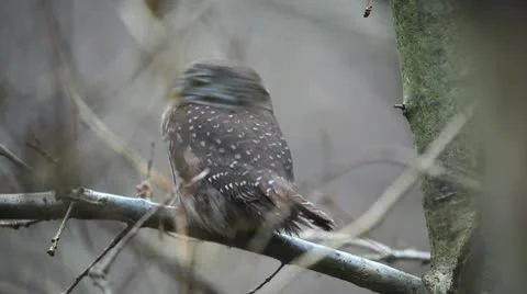Pygmy Owl Stock Footage 9043793