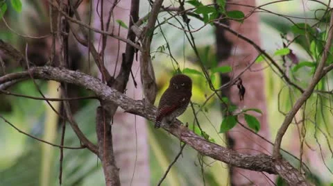 Pygmy owl 스톡 동영상 22068234