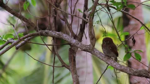 Pygmy owl Stock Footage 22068679