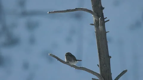 Pygmy Owl sits on a Bare Tree Branch Against a White Background then Flies Off Stock Footage 346553278