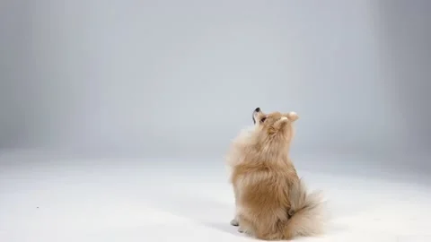 Pygmy Pomeranian Spitz on a gray gradient background in the studio. The dog Stock Footage 147193801