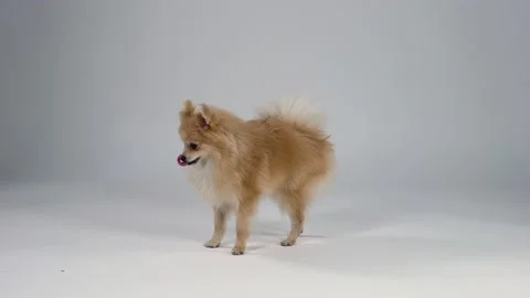 Pygmy Pomeranian Spitz on a gray gradient background in the studio. The dog Stock Footage 147193963