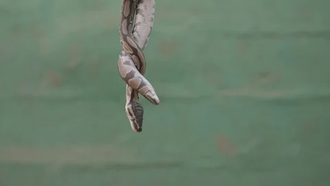 Pygmy python hanging in frame against green wall Video stock 84201507