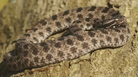 Pygmy Rattlesnake Stock Footage 8922913