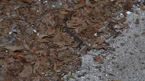 Pygmy Rattlesnake Vídeo Stock 50444141