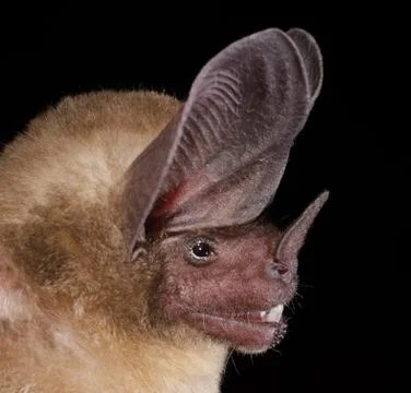 The pygmy round-eared bat. Stock Photos