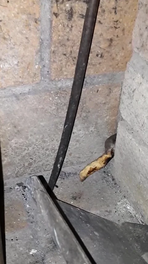 Pygmy Shrew Pulling Pizza Crust Behind Brickwork in Fireplace - Short Version Stock Footage 338390539