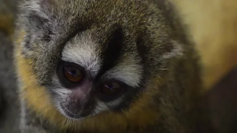 A  Pygmy Slow Loris Stock Footage 270928673