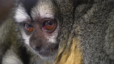 A Pygmy Slow Loris Stock Footage 271209558