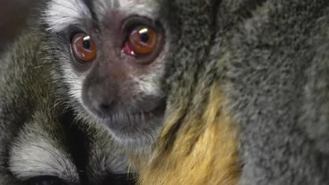 A Pygmy Slow Loris head  Stock Footage 271375580