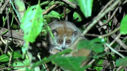 Pygmy Slow Loris hide in tree behind leaves in the night in rainforest Stock Footage 83672400