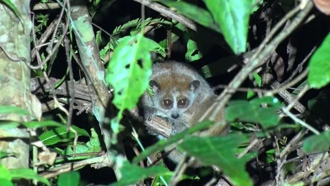 Pygmy Slow Loris hide in tree behind leaves in the night in the rainforest Stock Footage 83672412