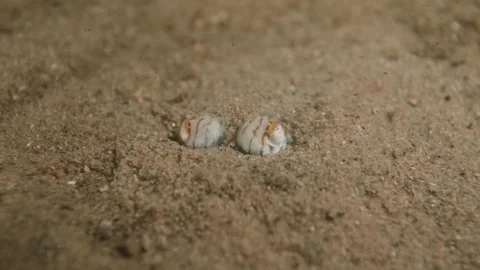 Pyjamas squid close up under sand Stock Footage 232912855
