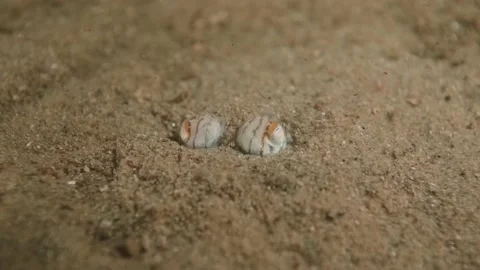 Pyjamas squid close up under sand Stock Footage 232914132