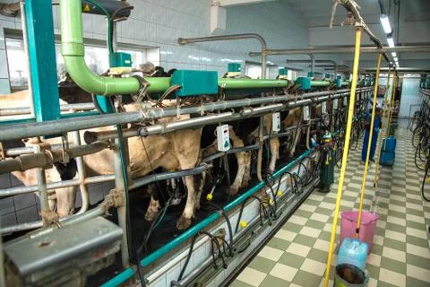 Pyljava, Ukraine  September 13, 2016: Milking room on a cow farm in agroindus Stock Photos