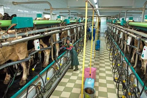 Pyljava, Ukraine  September 13, 2016: Milking room on a cow farm in agroindus Stock Photos