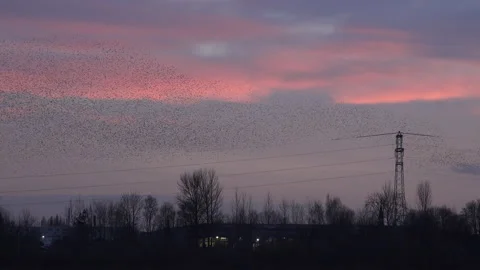 Pylon and birds flying in the evening light England awesome nature UK 4K 動画素材 204883029