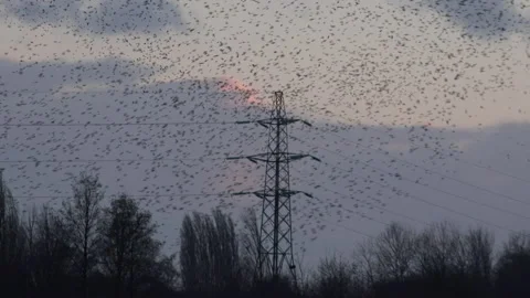 Pylon and birds flying in the evening light England awesome nature UK 4K Stock Footage 204888004