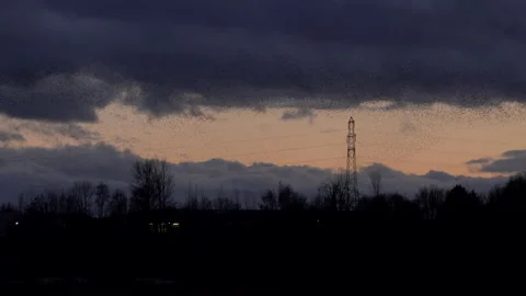 Pylon and flock of birds flying in the evening light England UK 4K Видео 147898526