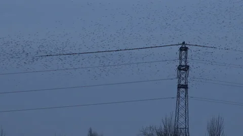 Pylon with cables with birds flying in the evening light England UK 4K Stock Footage 148283673