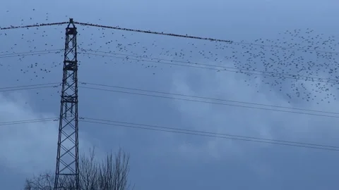 Pylon power supply and flock of birds flying in the evening light England UK 4K Stock Footage 148448358