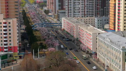 Pyongyang, North Korea - 04 06 2026: Cherry Blossom Blooming in Pyongyang 動画素材 341757016