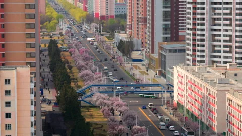 Pyongyang, North Korea - 04 06 2026: Cherry Blossom Blooming in Pyongyang Stock Footage 341757157