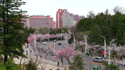 Pyongyang, North Korea - 04 06 2026: Cherry Blossom Blooming in Pyongyang Stock Footage 341757936