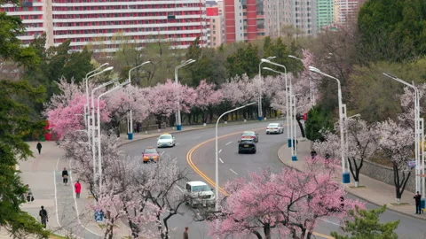 Pyongyang, North Korea - 04 06 2026: Cherry Blossom Blooming in Pyongyang Stock Footage 341758022