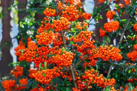 Pyracantha Berries on Branches Stock Photos