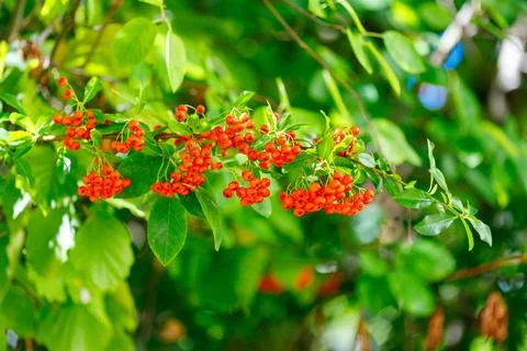 Pyracantha Branches with Red Berries and Green Leaves Stock Photos
