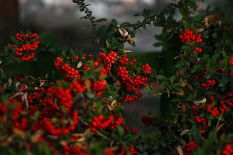 Pyracantha Coccinea Stock Photos