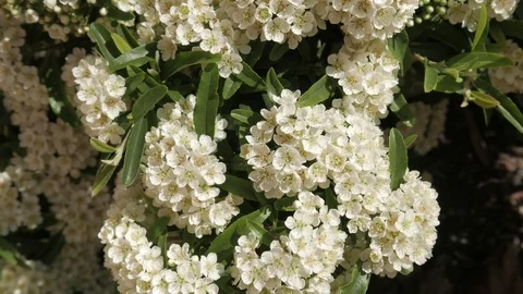 Pyracantha Video stock 108773653