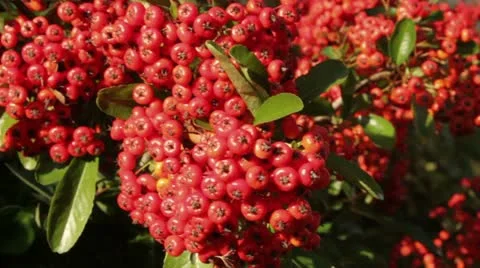 Pyracantha or firethorn berries in the Fall Video stock 12602563