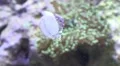 Pyram Top Shell eating algae at front glass of coral reef aquarium HD Footage