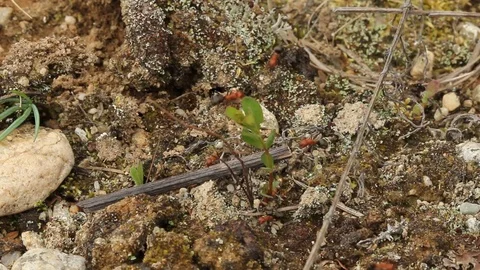 Pyramid Ants moving a stick Stock Footage 77404911