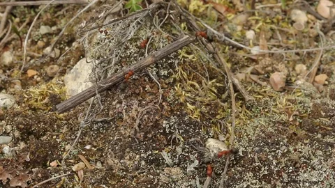 Pyramid Ants trying to move a stick Stock Footage 77404902
