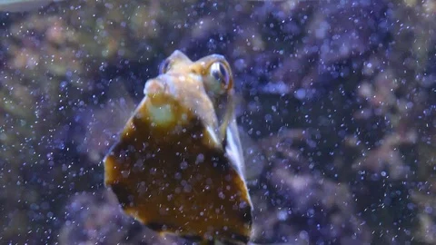 Pyramid-Box-Fish Video stock 119497150