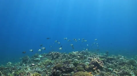 Pyramid butterflyfish Stock Footage 42346996