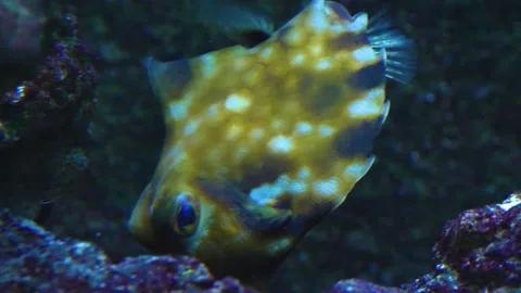 Pyramid cow box fish Stock Footage 135993036