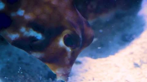 A Pyramid cow fish  Stock Footage 145254835