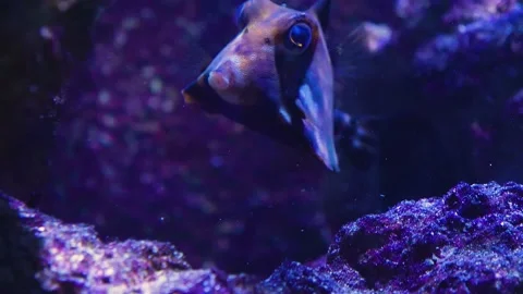 Pyramid cowfish Video stock 143353196