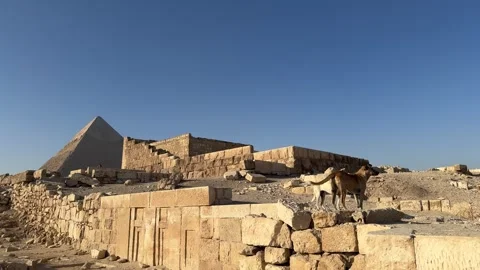Pyramid Khafre in Giza dogs funny composition Stock Footage 290177341