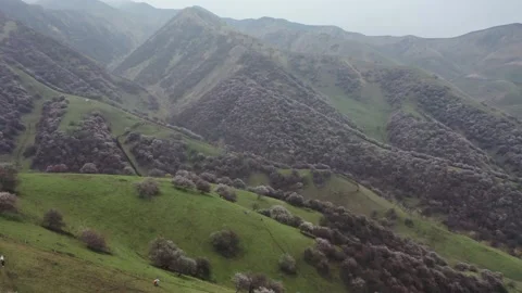 Pyramid Mountain Blossom Trees Triangle Composition Aerial 스톡 동영상 339795583
